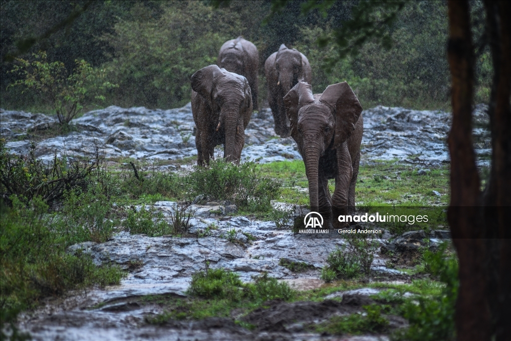 Kenya'daki fillerin yuvası: Sheldrick Fil Yetimhanesi