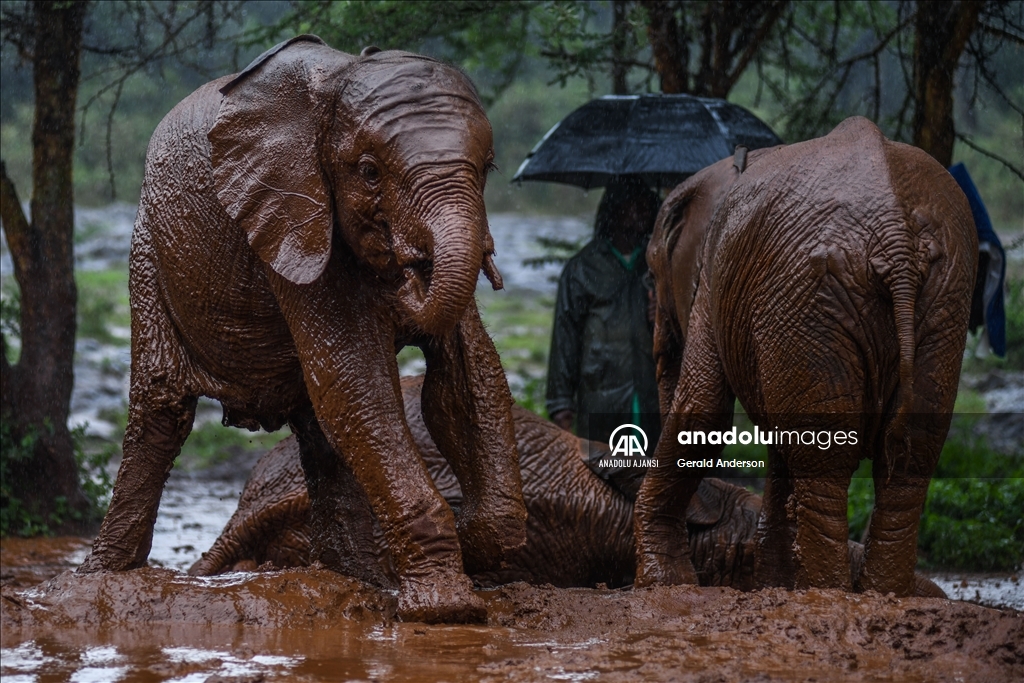 Kenya'daki fillerin yuvası: Sheldrick Fil Yetimhanesi