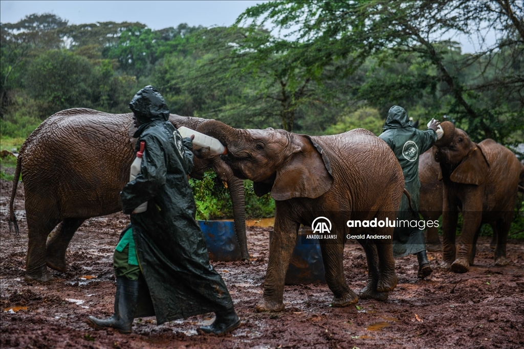 Kenya'daki fillerin yuvası: Sheldrick Fil Yetimhanesi