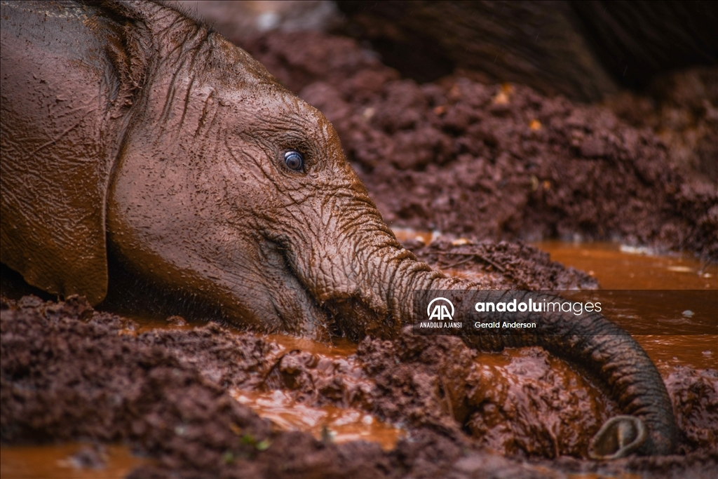 Kenya'daki fillerin yuvası: Sheldrick Fil Yetimhanesi