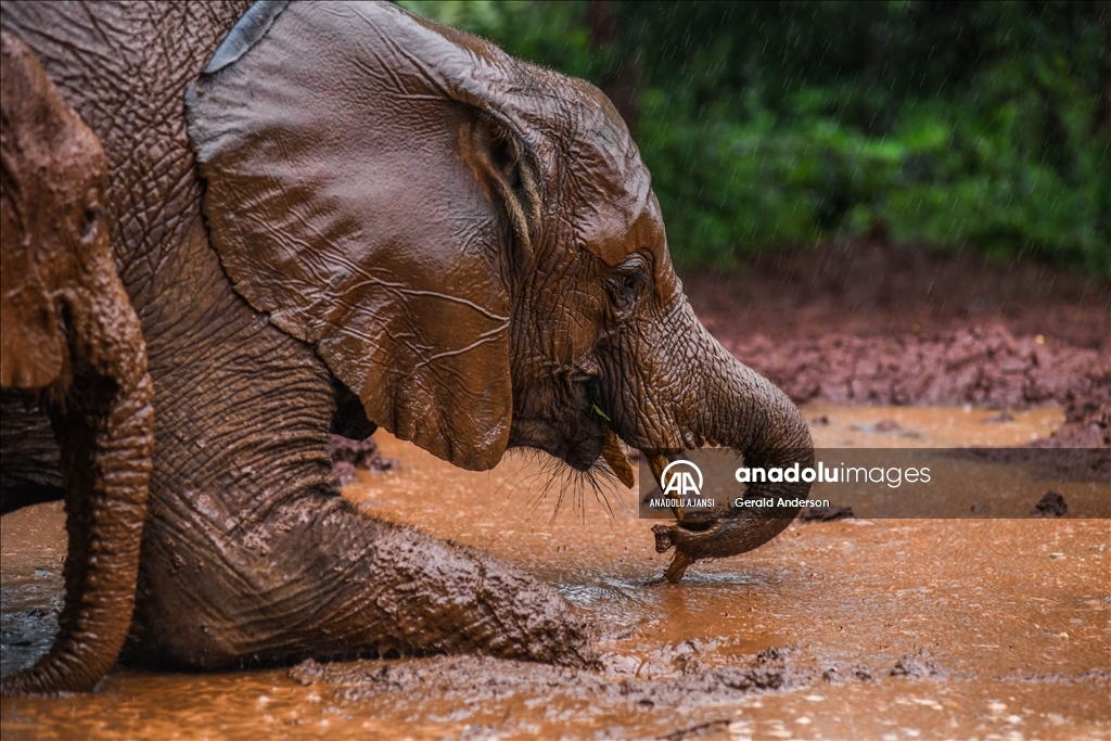 Kenya'daki fillerin yuvası: Sheldrick Fil Yetimhanesi