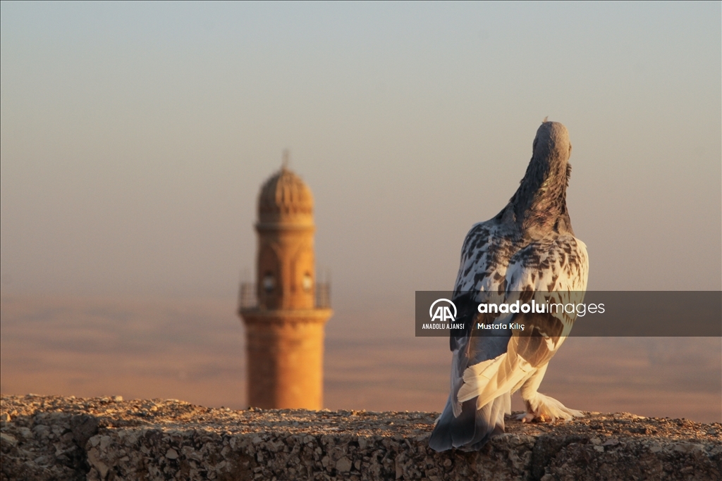 Mardin semalarında kanat çırpan hazine