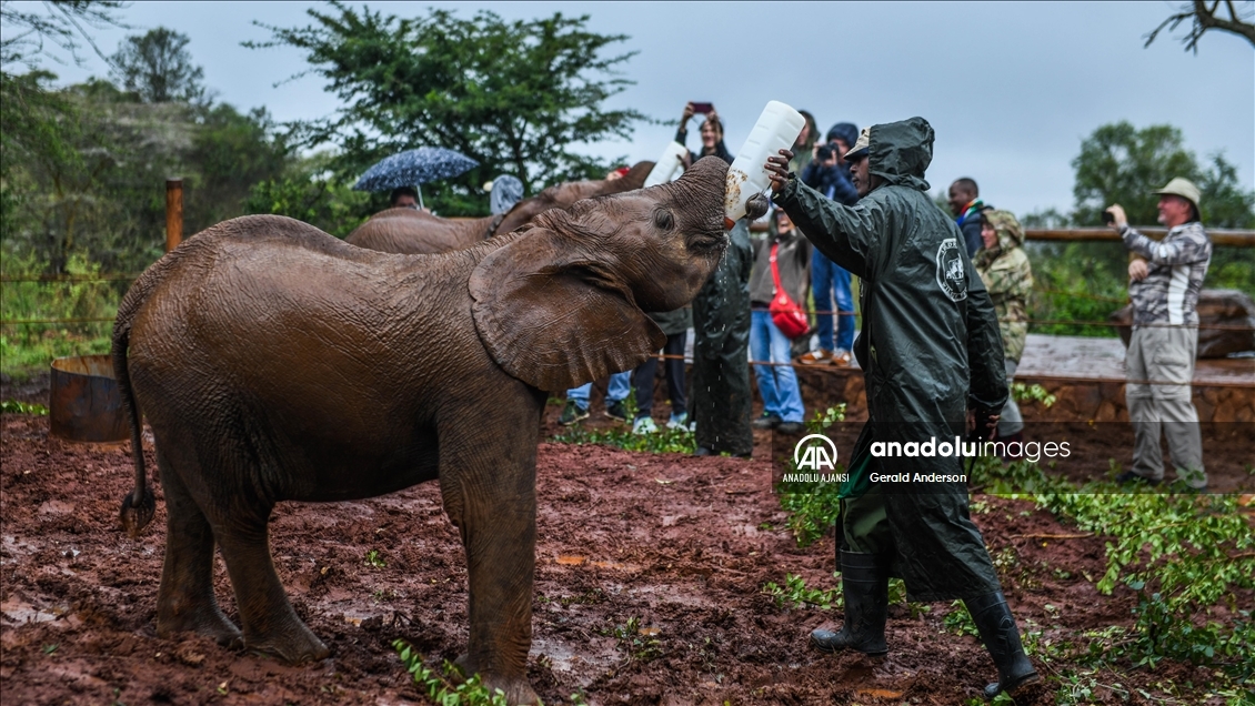 Kenya'daki fillerin yuvası: Sheldrick Fil Yetimhanesi