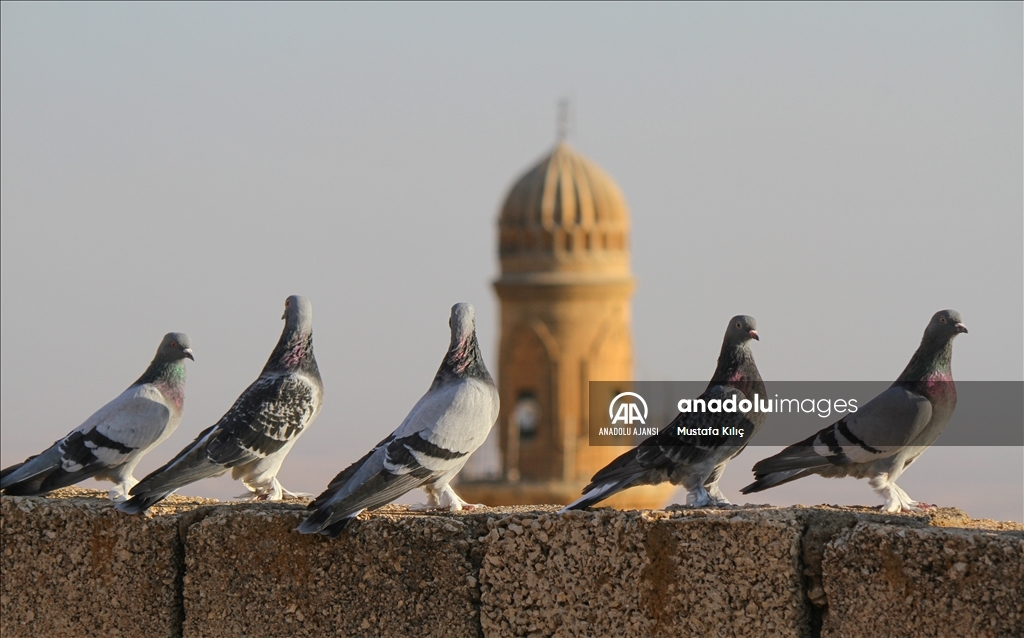 Mardin semalarında kanat çırpan hazine