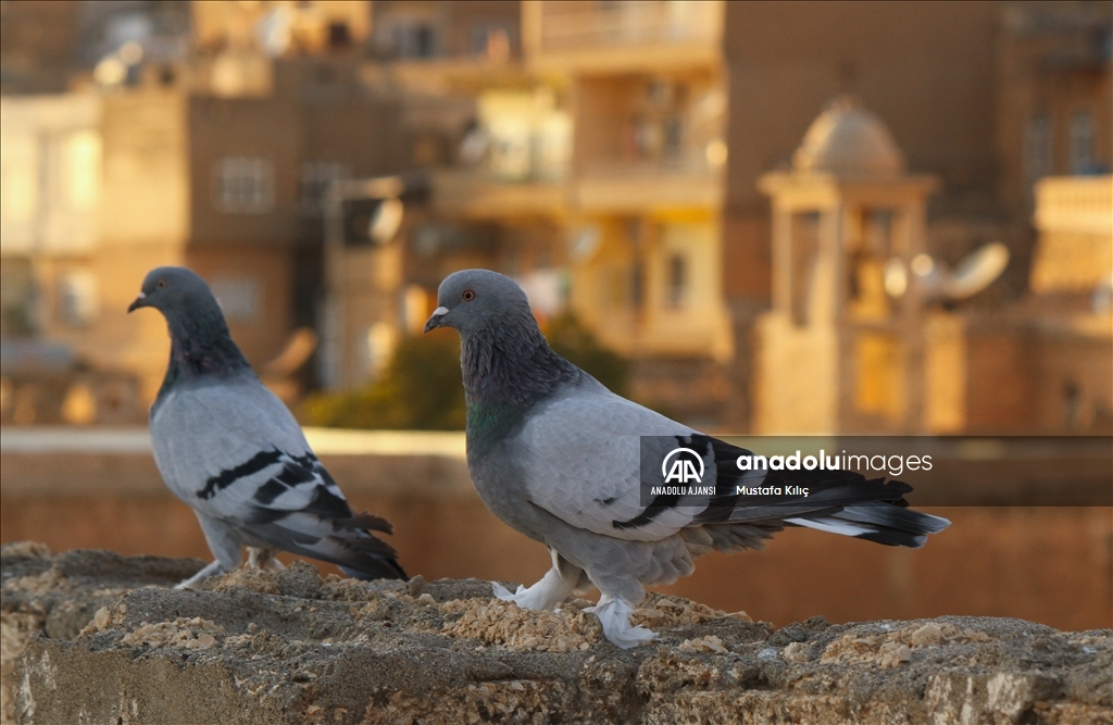 Mardin semalarında kanat çırpan hazine