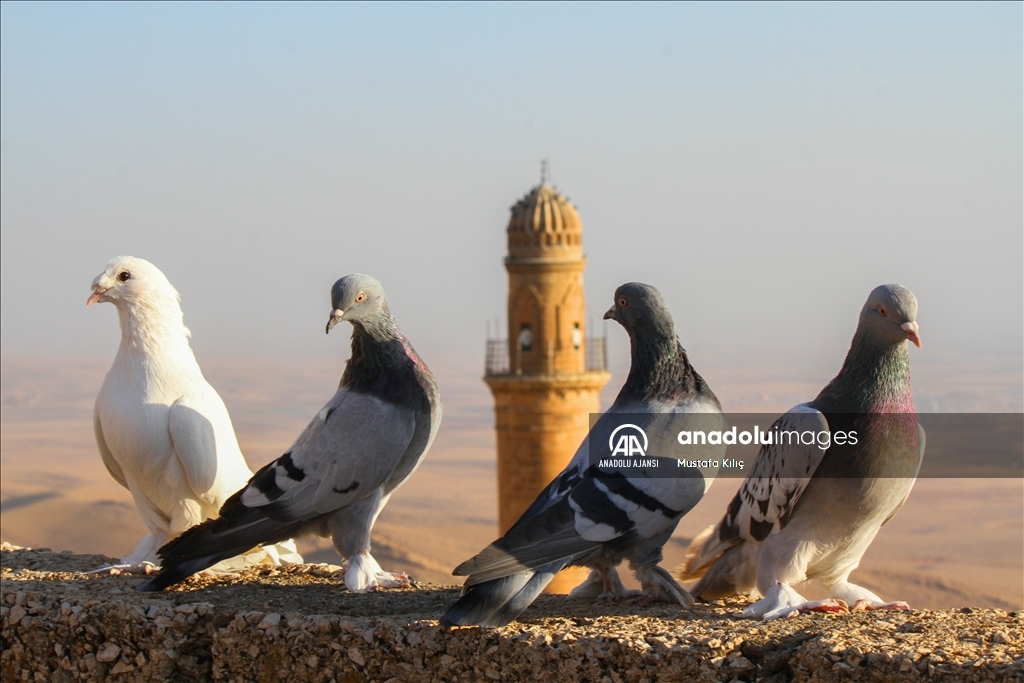 Mardin semalarında kanat çırpan hazine