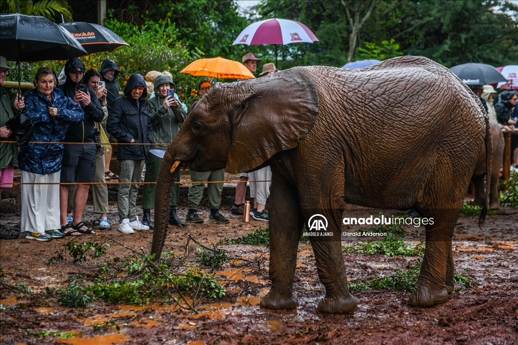 Kenya'daki fillerin yuvası: Sheldrick Fil Yetimhanesi