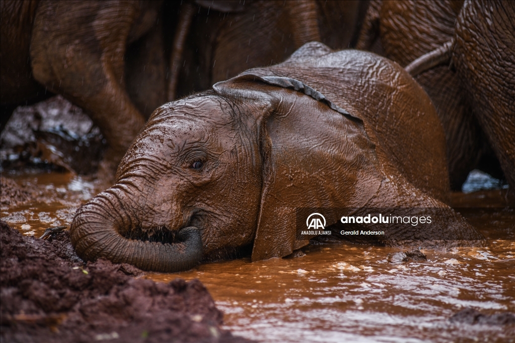 Kenya'daki fillerin yuvası: Sheldrick Fil Yetimhanesi