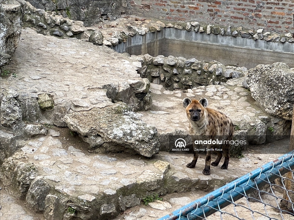Belgrad Hayvanat Bahçesi vahşi hayvanlara sığınak sağlıyor