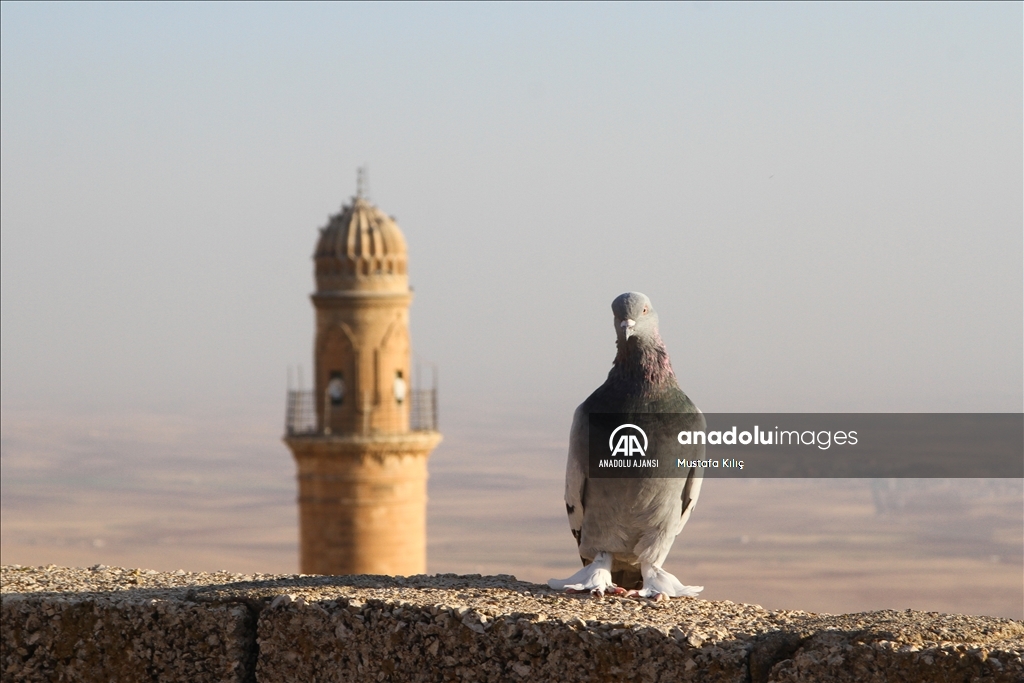 Mardin semalarında kanat çırpan hazine