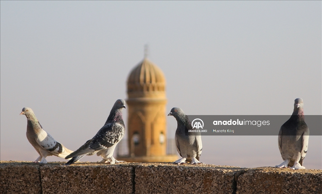 Mardin semalarında kanat çırpan hazine