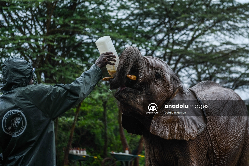 Kenya'daki fillerin yuvası: Sheldrick Fil Yetimhanesi