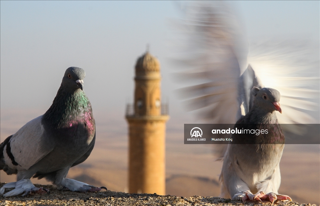 Mardin semalarında kanat çırpan hazine