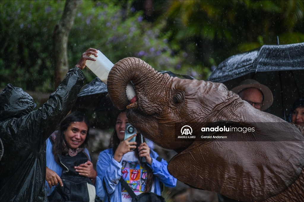 Kenya'daki fillerin yuvası: Sheldrick Fil Yetimhanesi