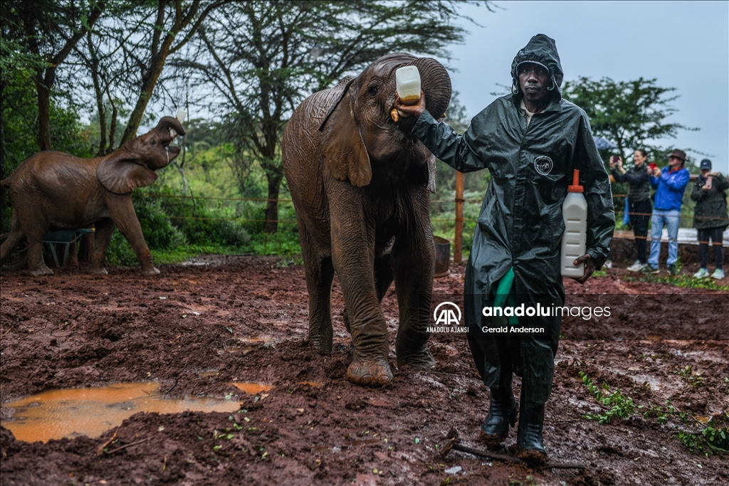 Kenya'daki fillerin yuvası: Sheldrick Fil Yetimhanesi