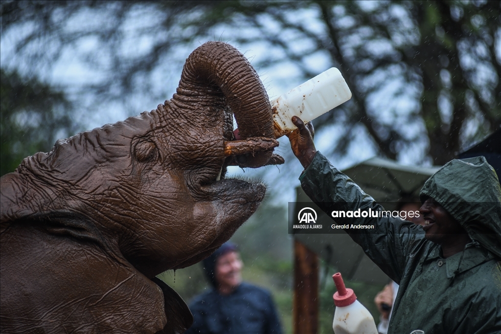 Kenya'daki fillerin yuvası: Sheldrick Fil Yetimhanesi