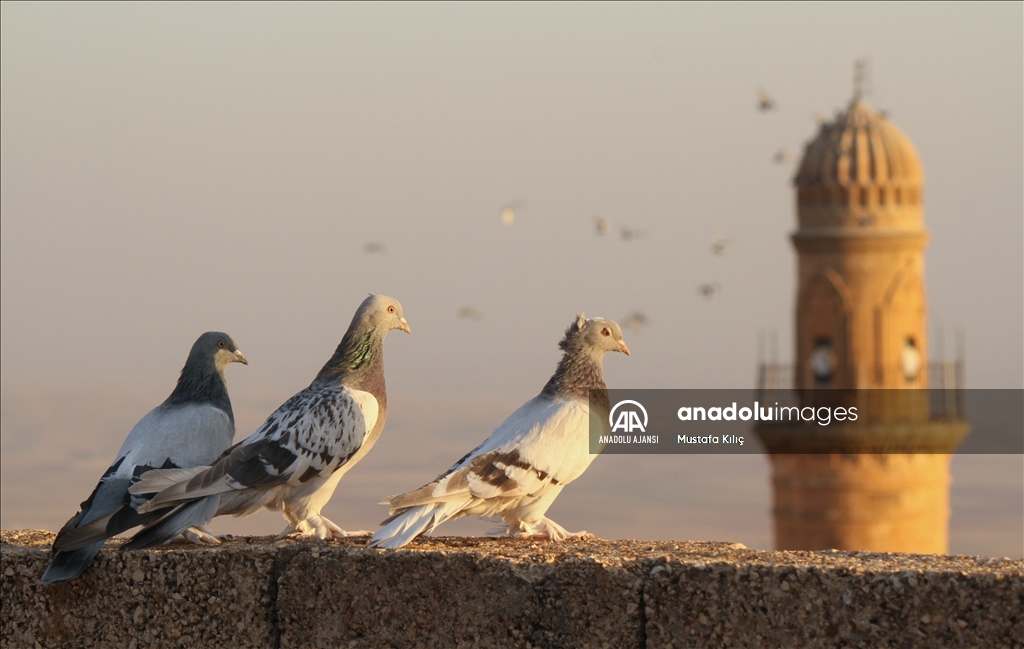 Mardin semalarında kanat çırpan hazine