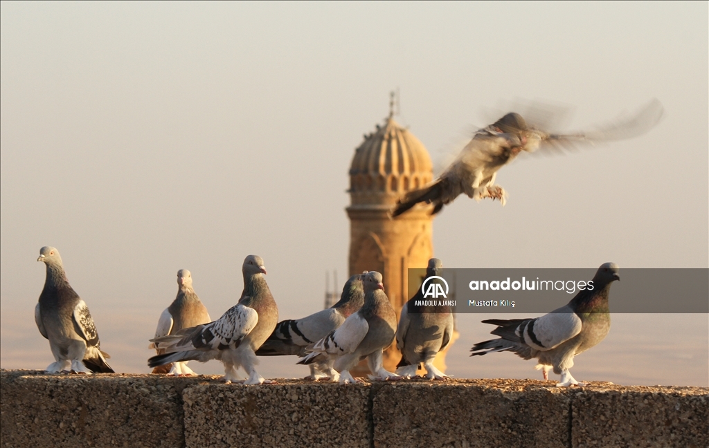 Mardin semalarında kanat çırpan hazine