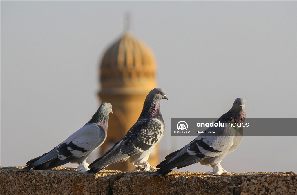 Mardin semalarında kanat çırpan hazine