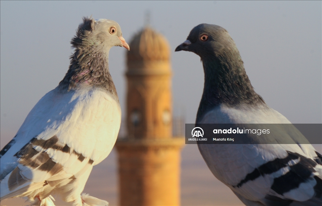 Mardin semalarında kanat çırpan hazine