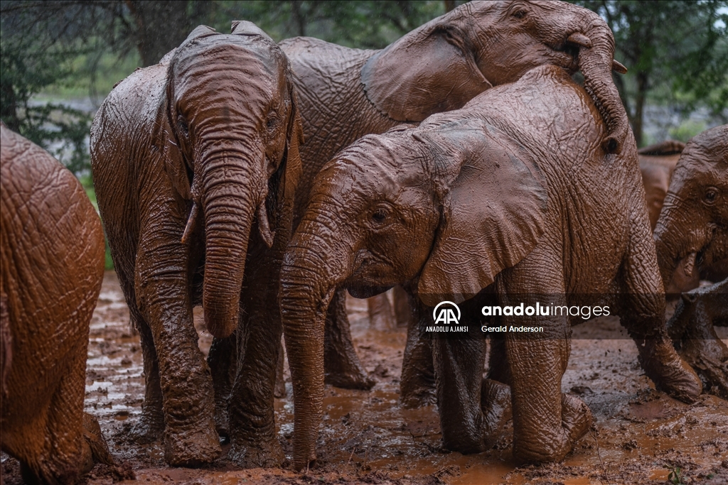 Kenya'daki fillerin yuvası: Sheldrick Fil Yetimhanesi