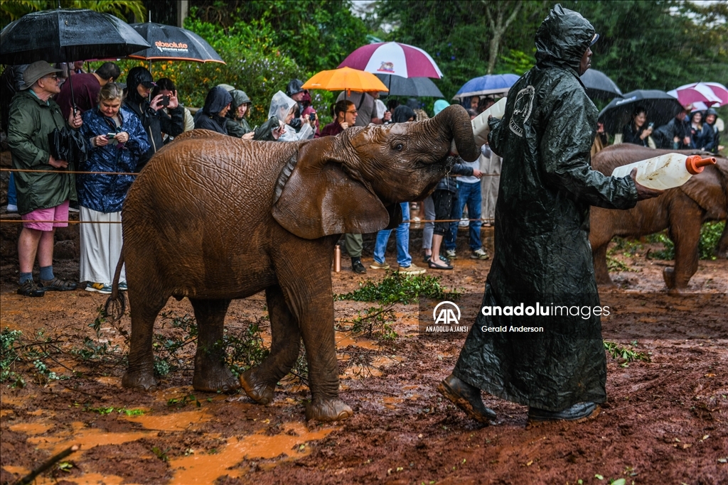 Kenya'daki fillerin yuvası: Sheldrick Fil Yetimhanesi