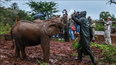 Kenya'daki fillerin yuvası: Sheldrick Fil Yetimhanesi