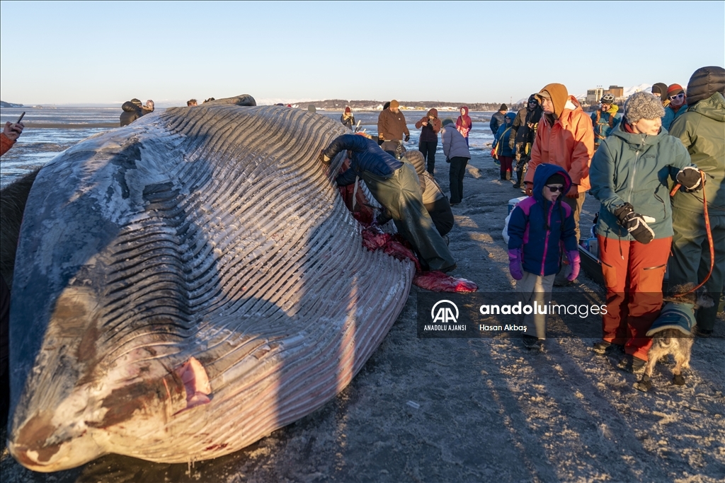Alaska’da karaya vuran dev Fin balinası şaşkınlık yarattı