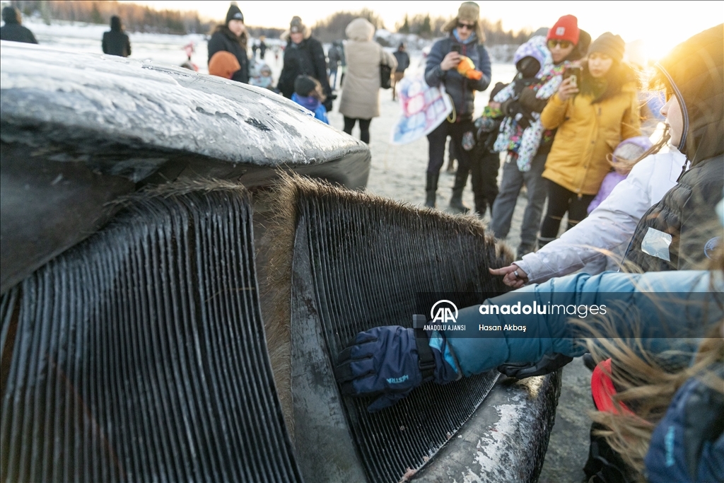 Alaska’da karaya vuran dev Fin balinası şaşkınlık yarattı