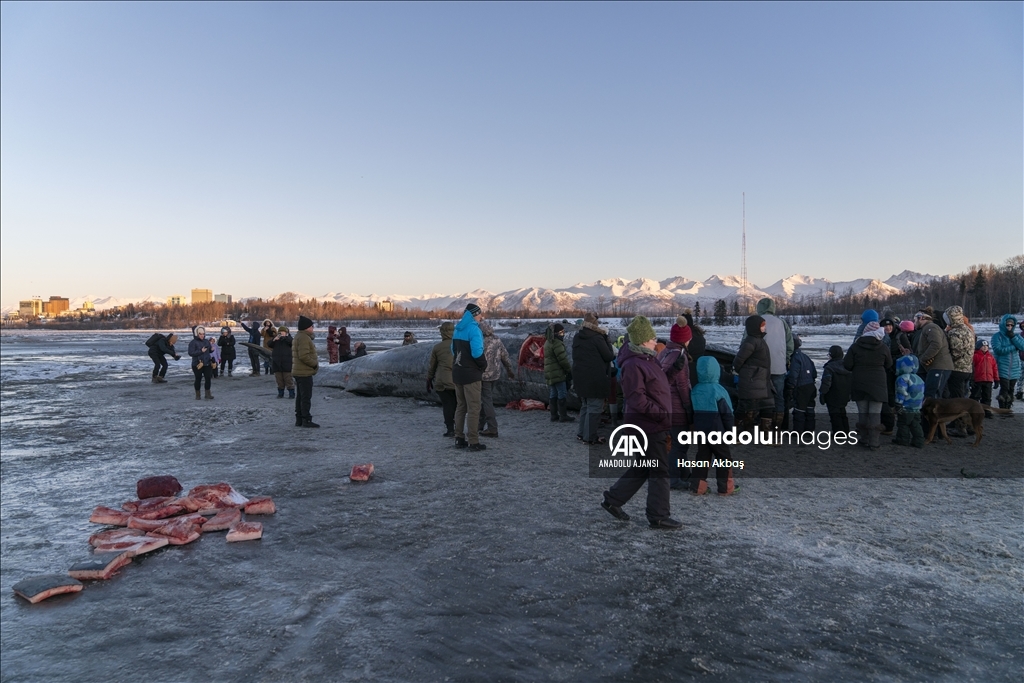 Alaska’da karaya vuran dev Fin balinası şaşkınlık yarattı