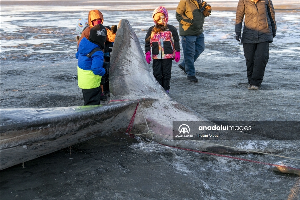 Alaska’da karaya vuran dev Fin balinası şaşkınlık yarattı