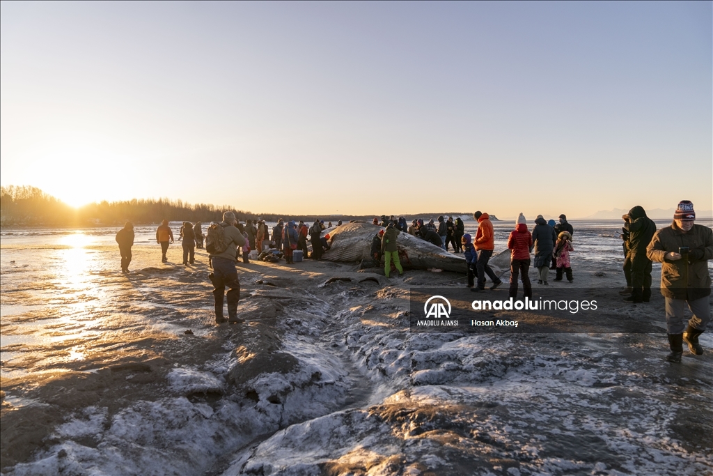 Alaska’da karaya vuran dev Fin balinası şaşkınlık yarattı