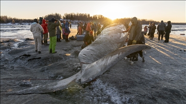 Alaska’da karaya vuran dev Fin balinası şaşkınlık yarattı