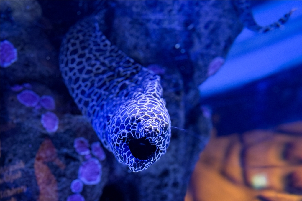 Гигантский аквариум Sea Life Bangkok Ocean World в Таиланде насчитывает более 30 тыс. представителей водного мира