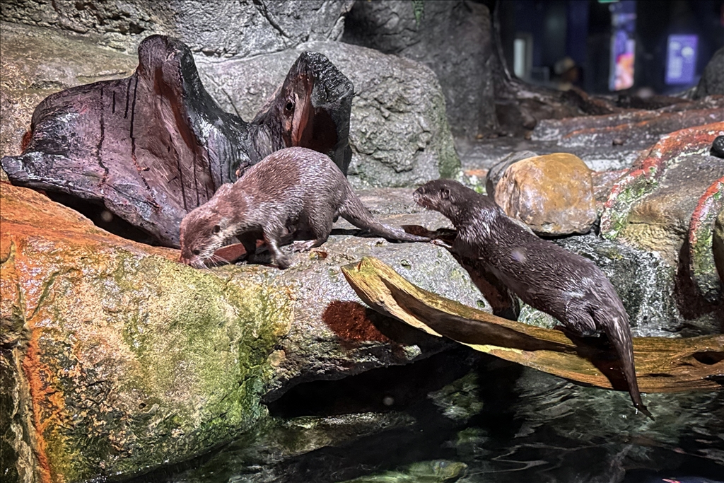 Гигантский аквариум Sea Life Bangkok Ocean World в Таиланде насчитывает более 30 тыс. представителей водного мира