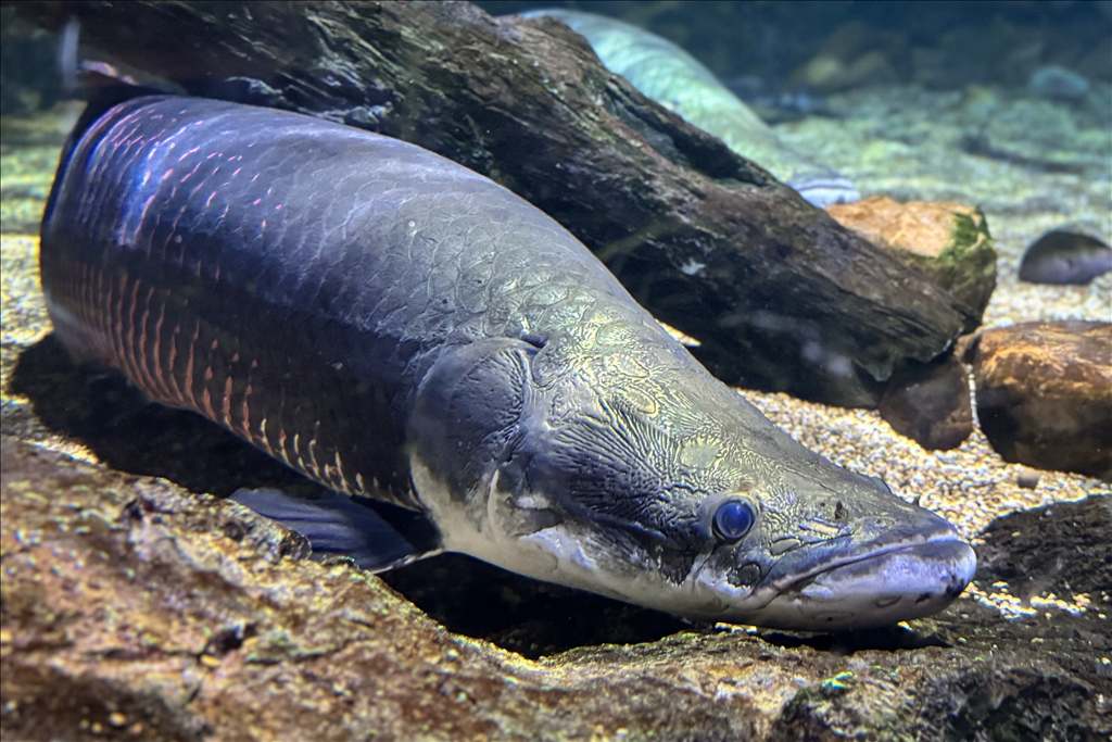 Гигантский аквариум Sea Life Bangkok Ocean World в Таиланде насчитывает более 30 тыс. представителей водного мира