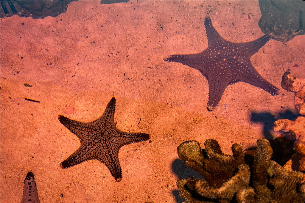 Гигантский аквариум Sea Life Bangkok Ocean World в Таиланде насчитывает более 30 тыс. представителей водного мира