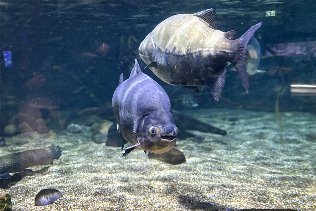 Гигантский аквариум Sea Life Bangkok Ocean World в Таиланде насчитывает более 30 тыс. представителей водного мира