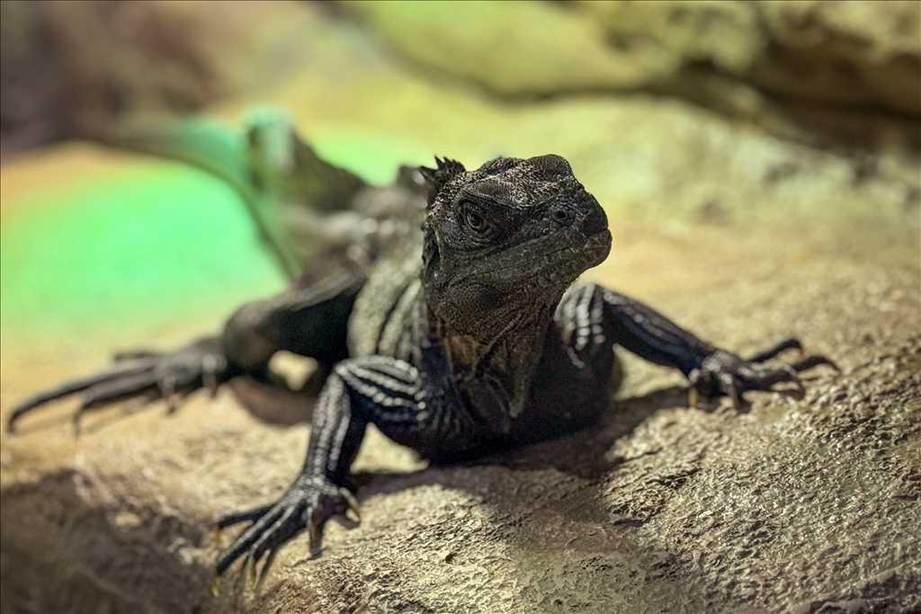 Гигантский аквариум Sea Life Bangkok Ocean World в Таиланде насчитывает более 30 тыс. представителей водного мира