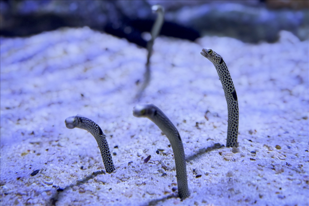 Гигантский аквариум Sea Life Bangkok Ocean World в Таиланде насчитывает более 30 тыс. представителей водного мира