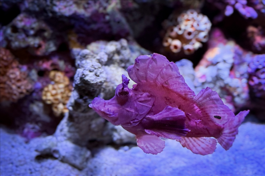 Гигантский аквариум Sea Life Bangkok Ocean World в Таиланде насчитывает более 30 тыс. представителей водного мира