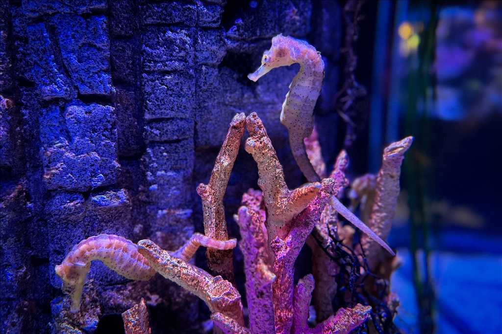 Гигантский аквариум Sea Life Bangkok Ocean World в Таиланде насчитывает более 30 тыс. представителей водного мира