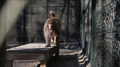 Antalya'da evde bulunan rhesus maymunu, yeni yuvasında ziyaretçiyle buluştu