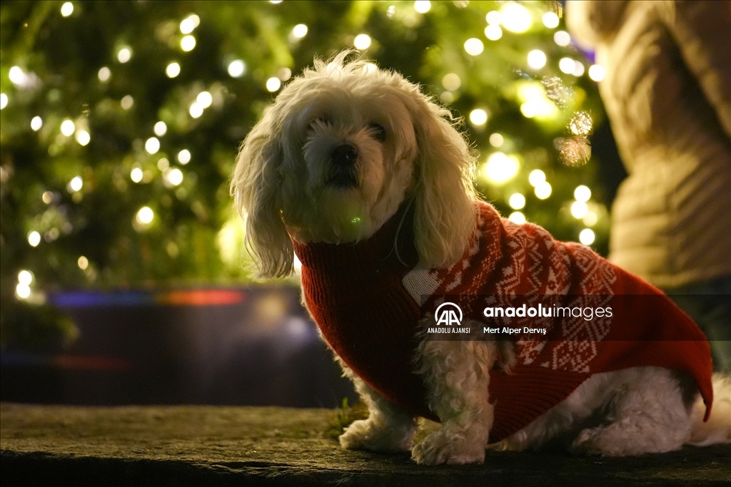 Toronto'da Noel hazırlıkları 