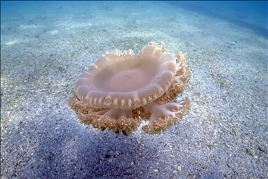 Underwater life of Fethiye