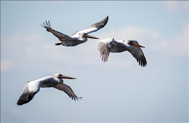 Gediz Delta hosts wide range of species of birds in Turkiye's Izmir