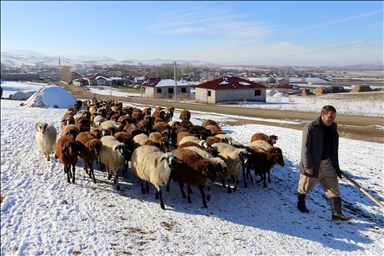 Li Agiriyê kar û barê zivistanê yê heywandaran dest pê kir