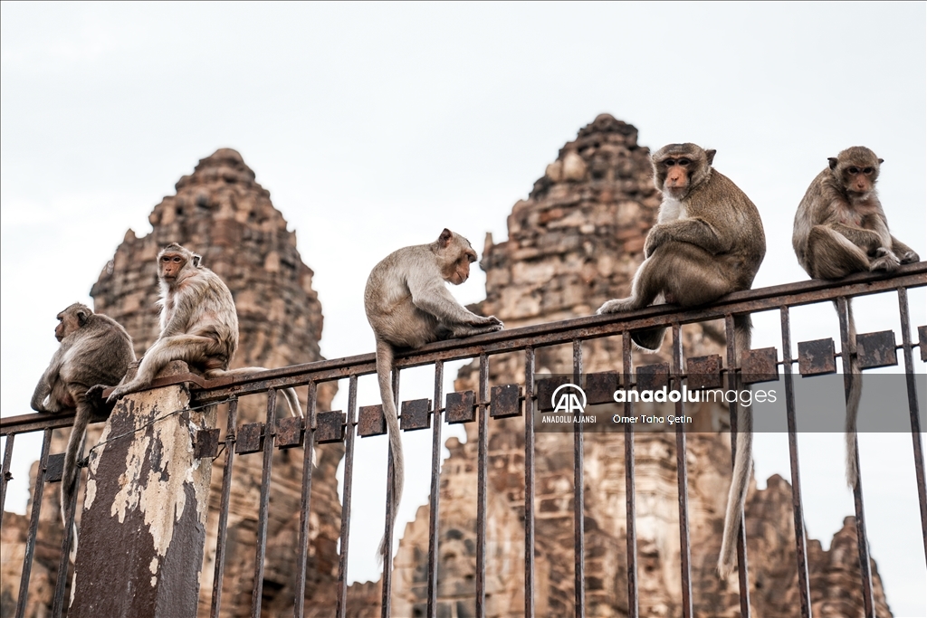 Lopburi şehrinin simgesi maymunlar