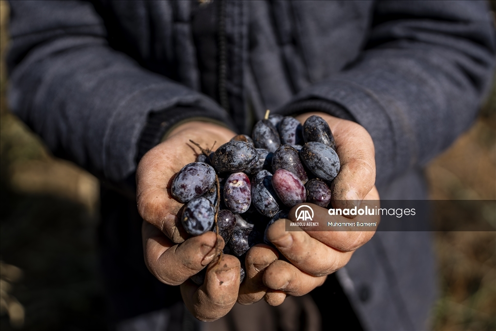 وەرزی ڕنینی زەیتوون لە پەرستگای لالش