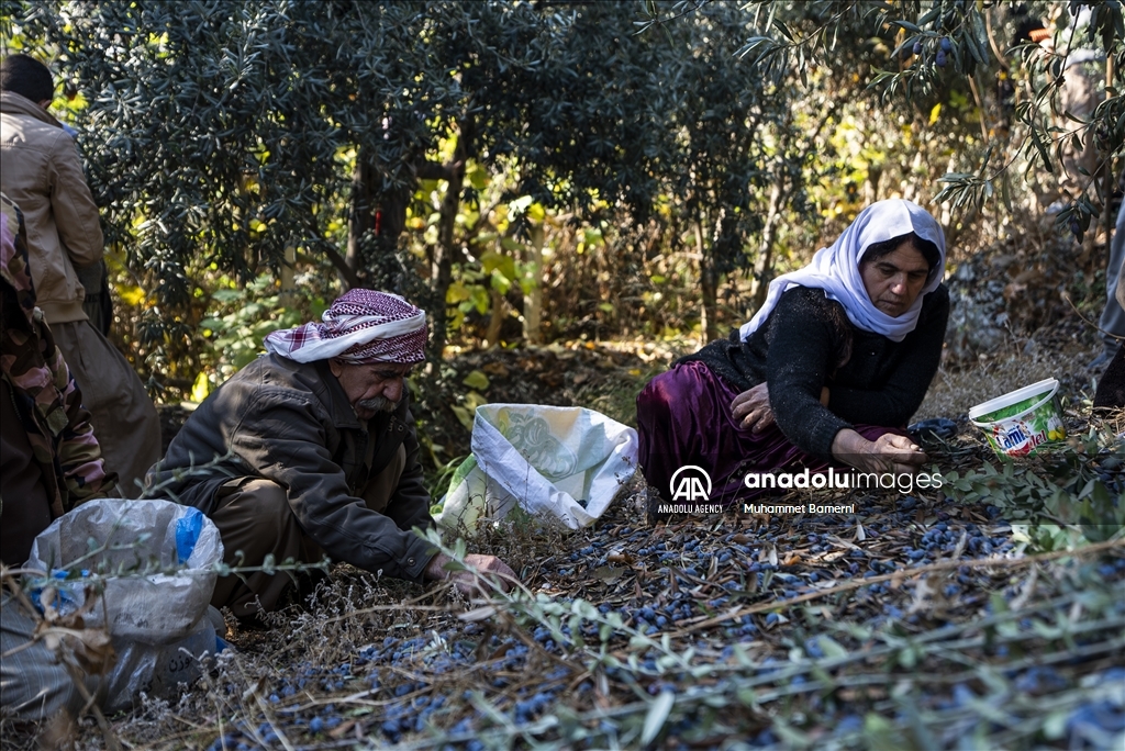 وەرزی ڕنینی زەیتوون لە پەرستگای لالش